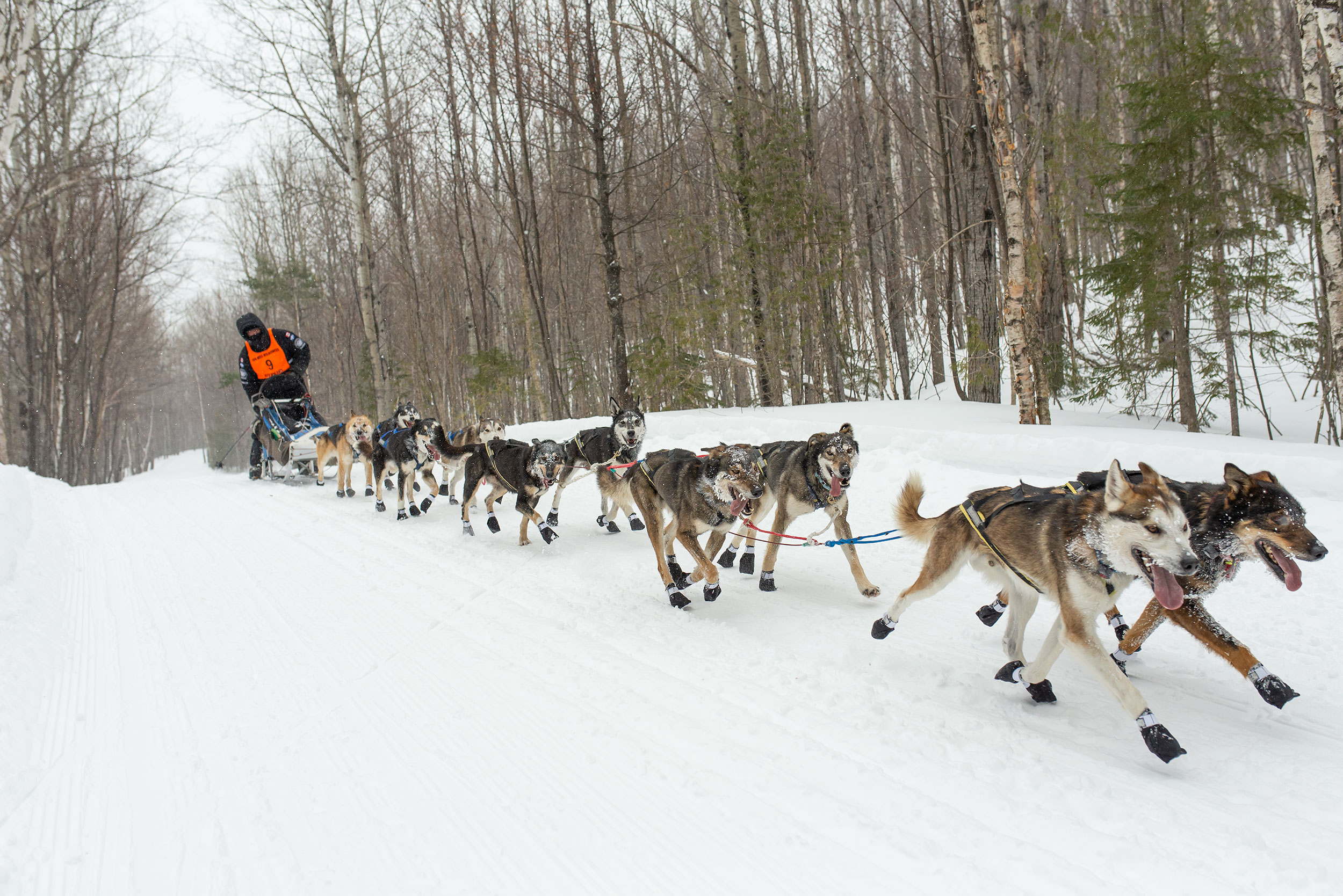 100-mile-wilderness-sled-dog-race-winners-2019