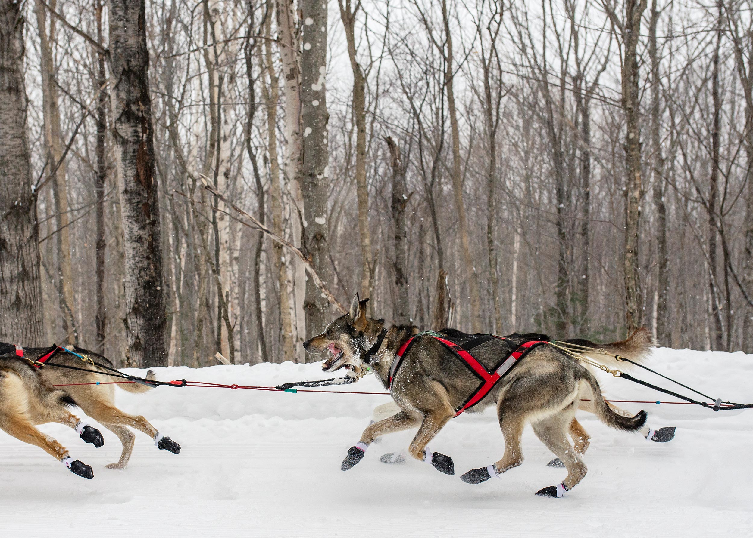 100-mile-wilderness-sled-dog-race