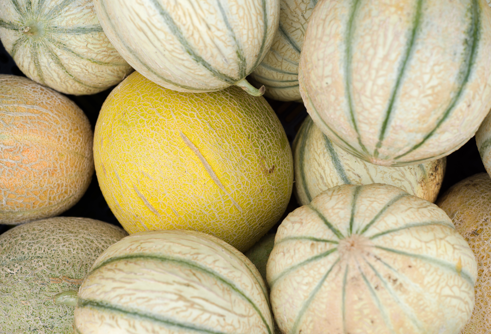 Green Spark Farm melons