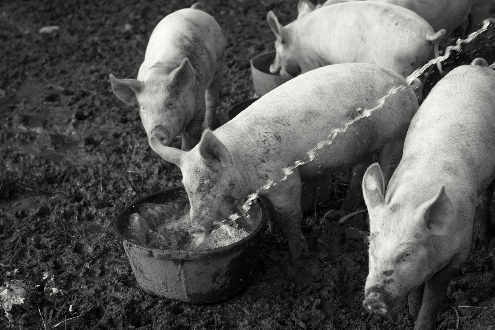 black kettle farm pigs