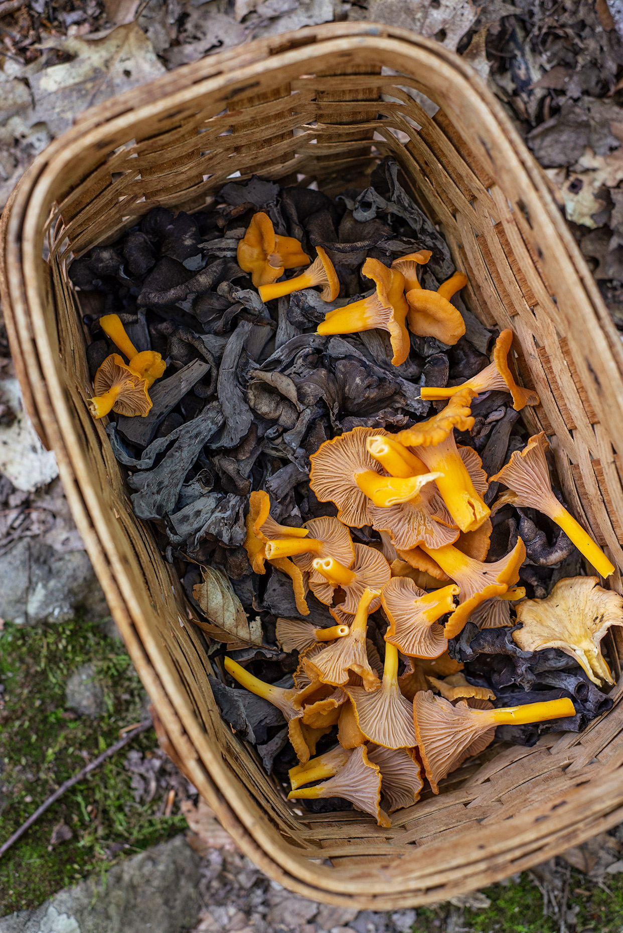 chanterelles-foraging