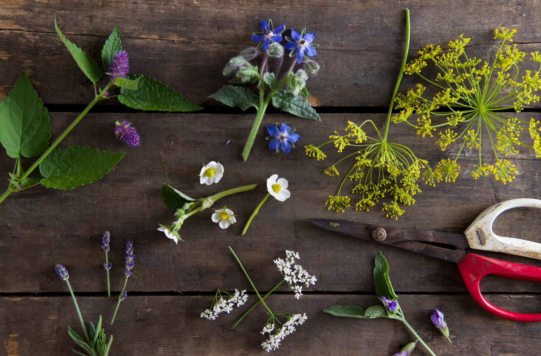 edible herb flowers