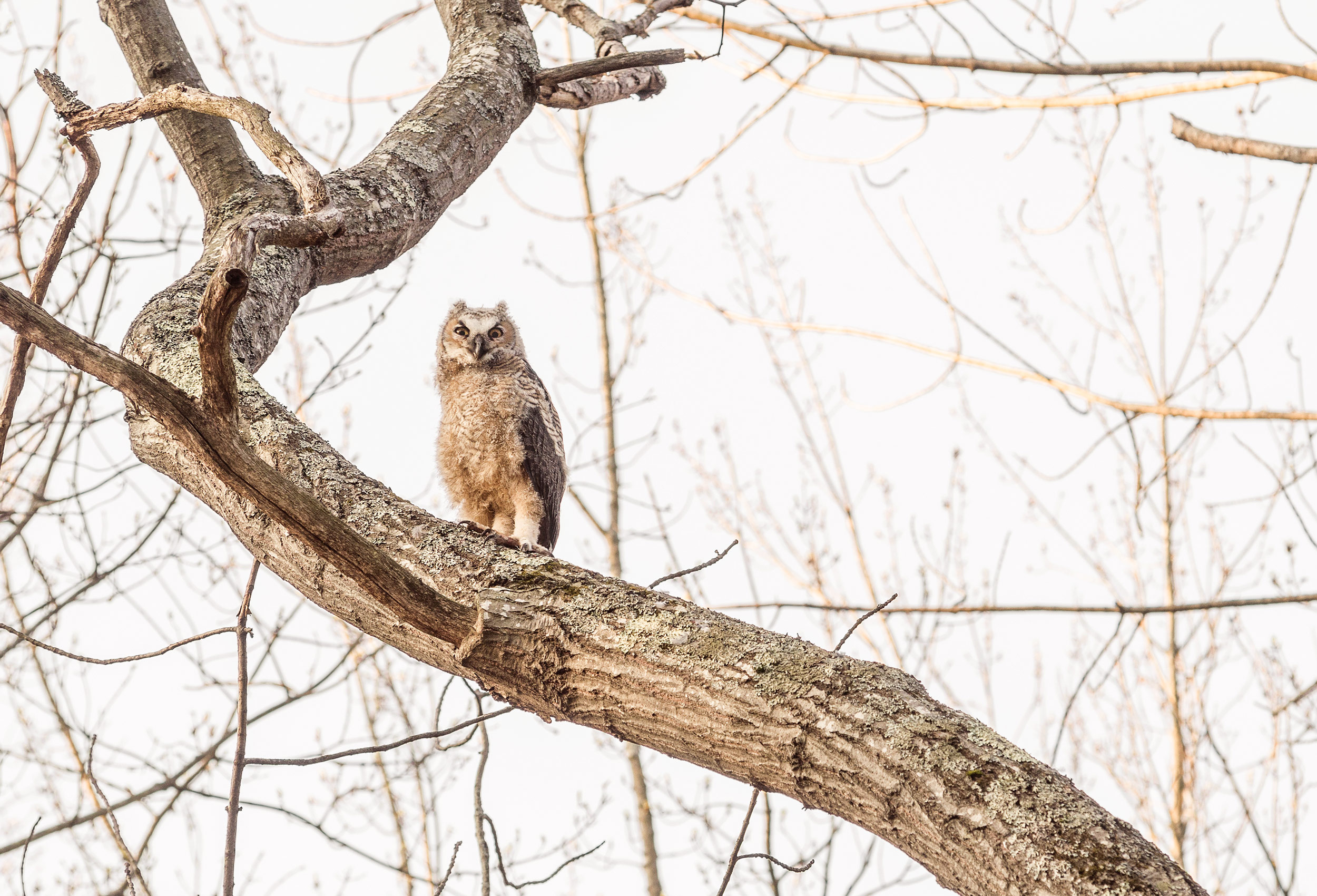 great-horned-owlet