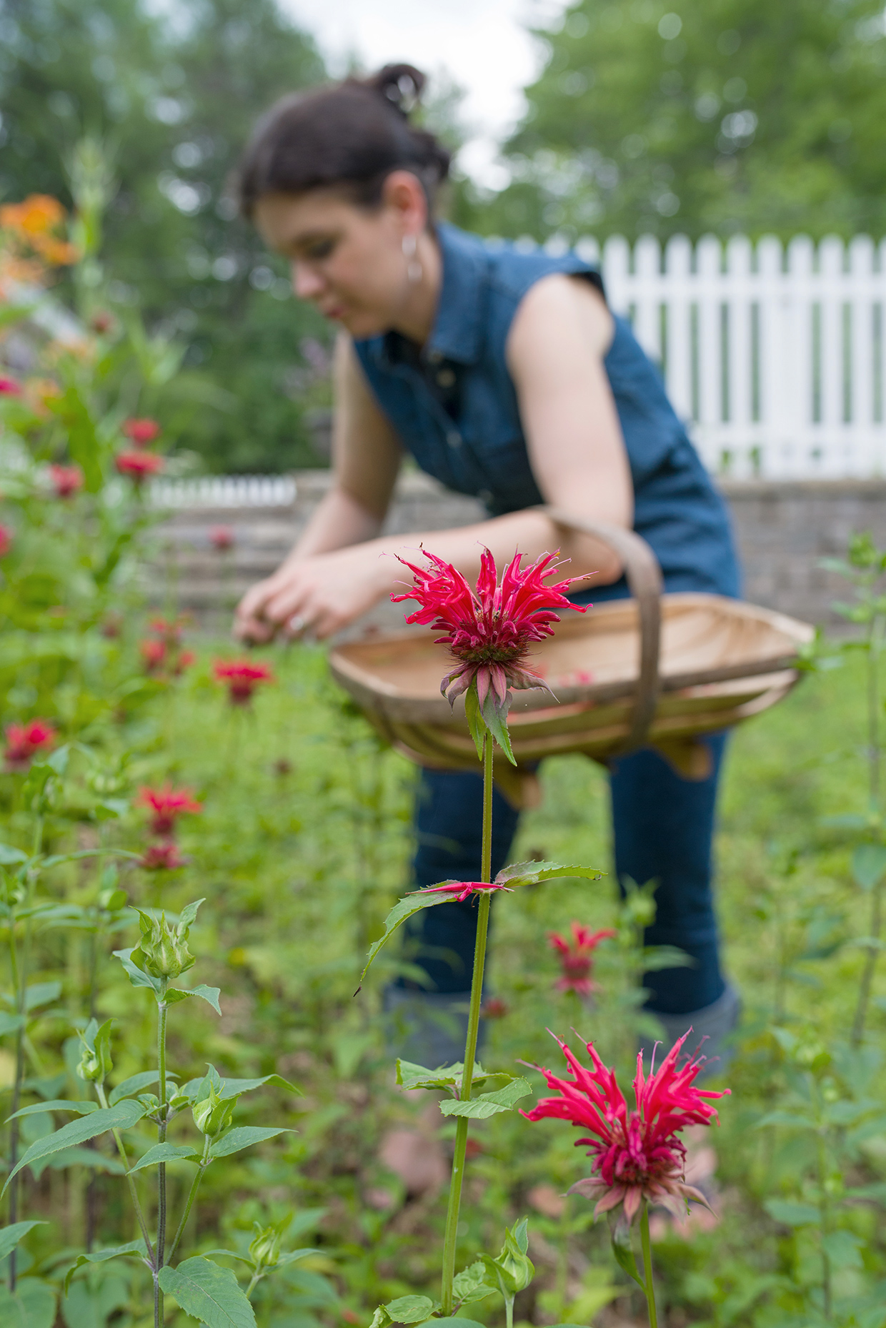 herbal-remedies-bee-balm