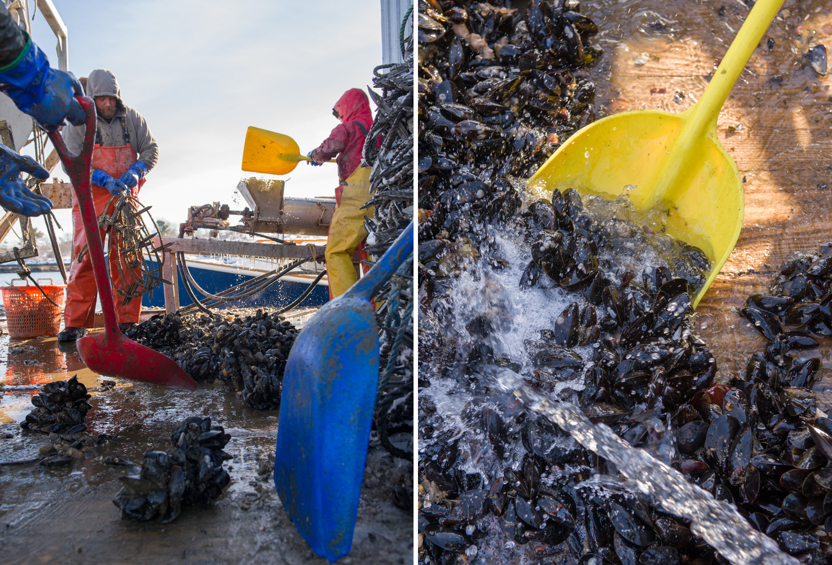 collecting and cleaning mussels
