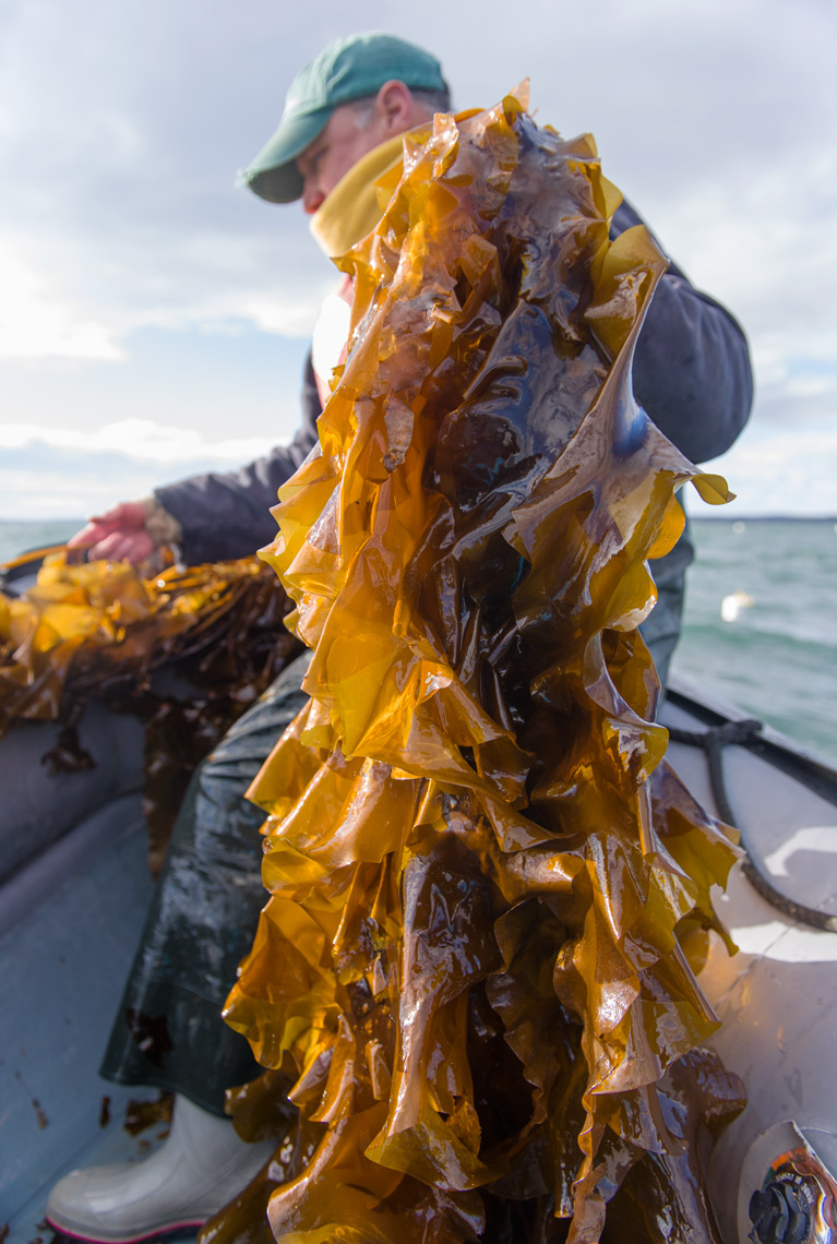ocean approved kelp