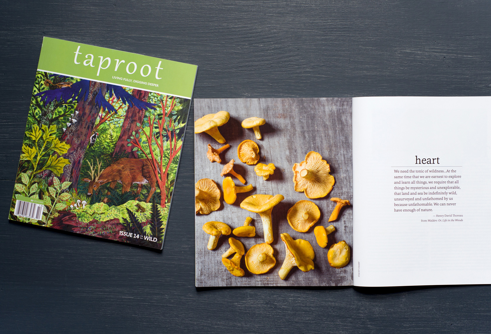 taproot chanterelles